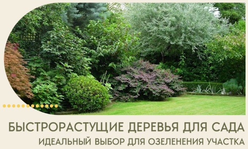 Быстрорастущие деревья для сада идеальный выбор в Шелехове