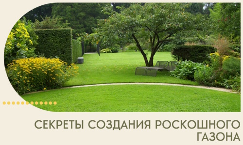 Секреты создания роскошного газона в Шелехове